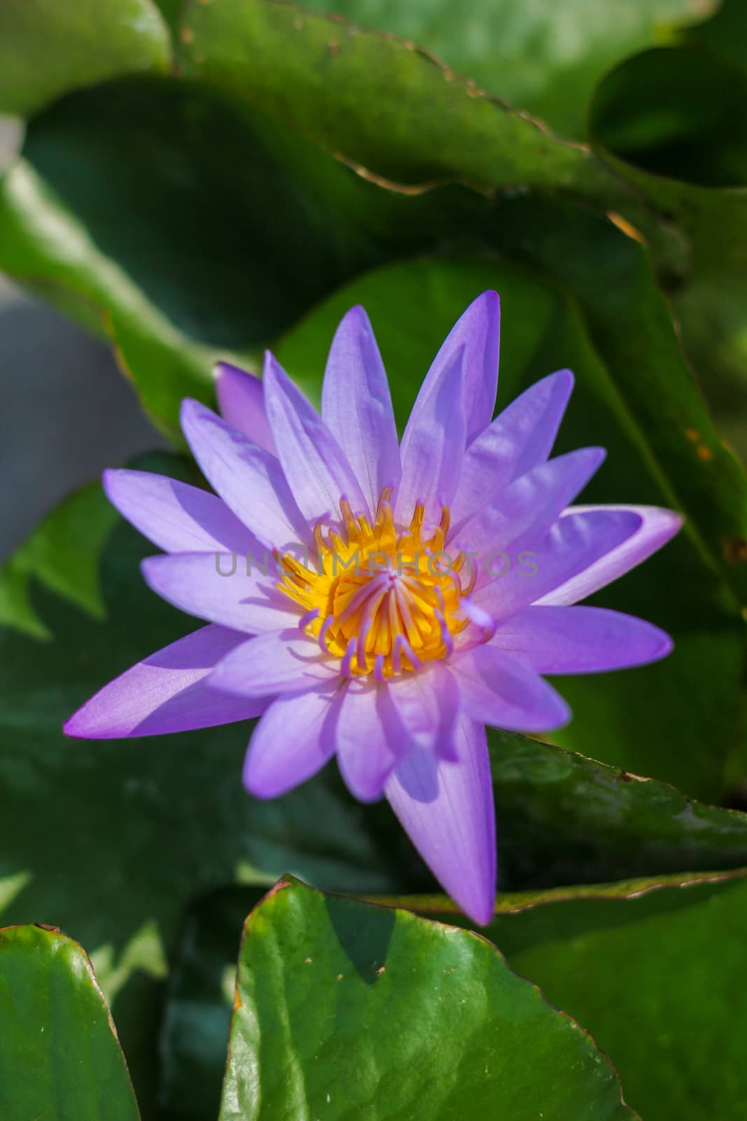 Purple lotus blossom and sunset light.