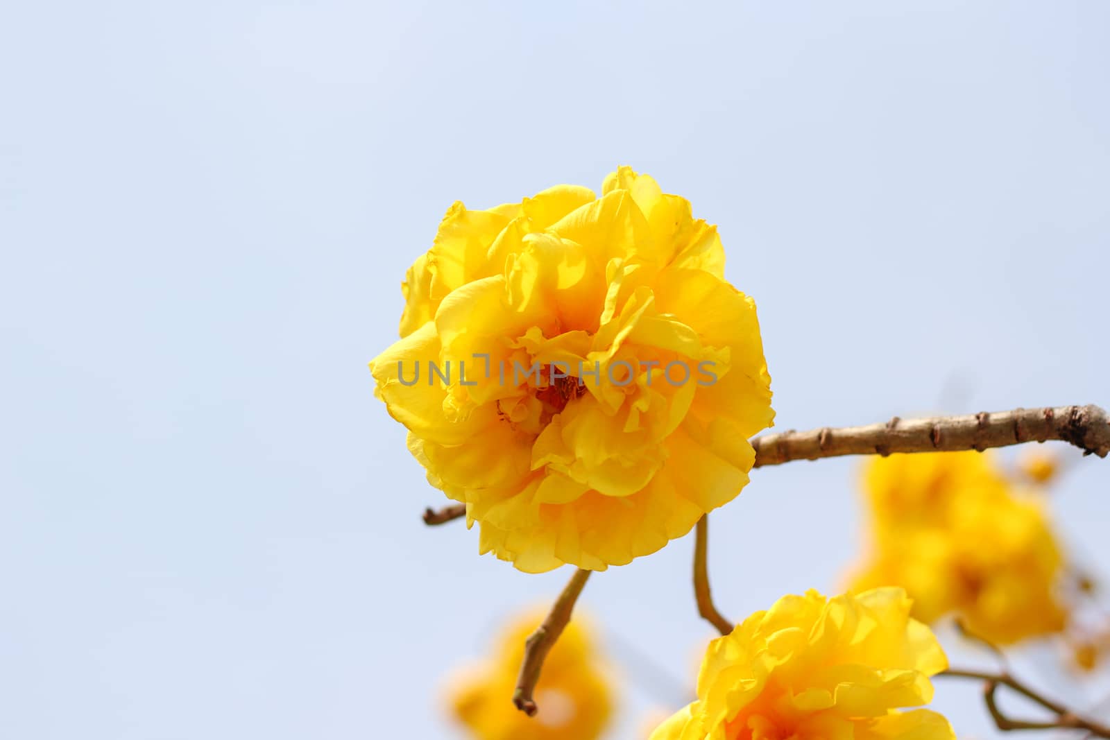 Cochlospermum regium  blossom with color is yellow.