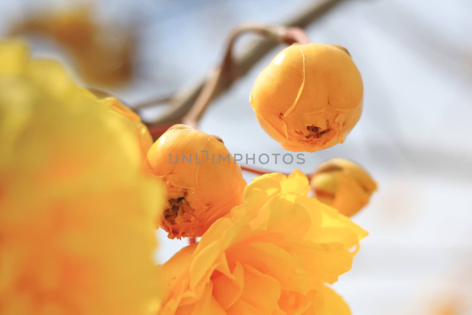 Cochlospermum regium  blossom with color is yellow.