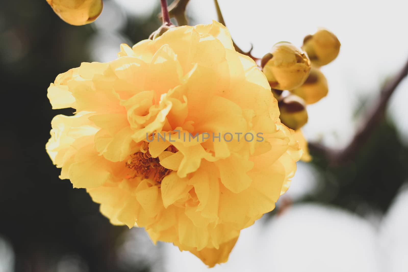 Cochlospermum regium  blossom with color is yellow.