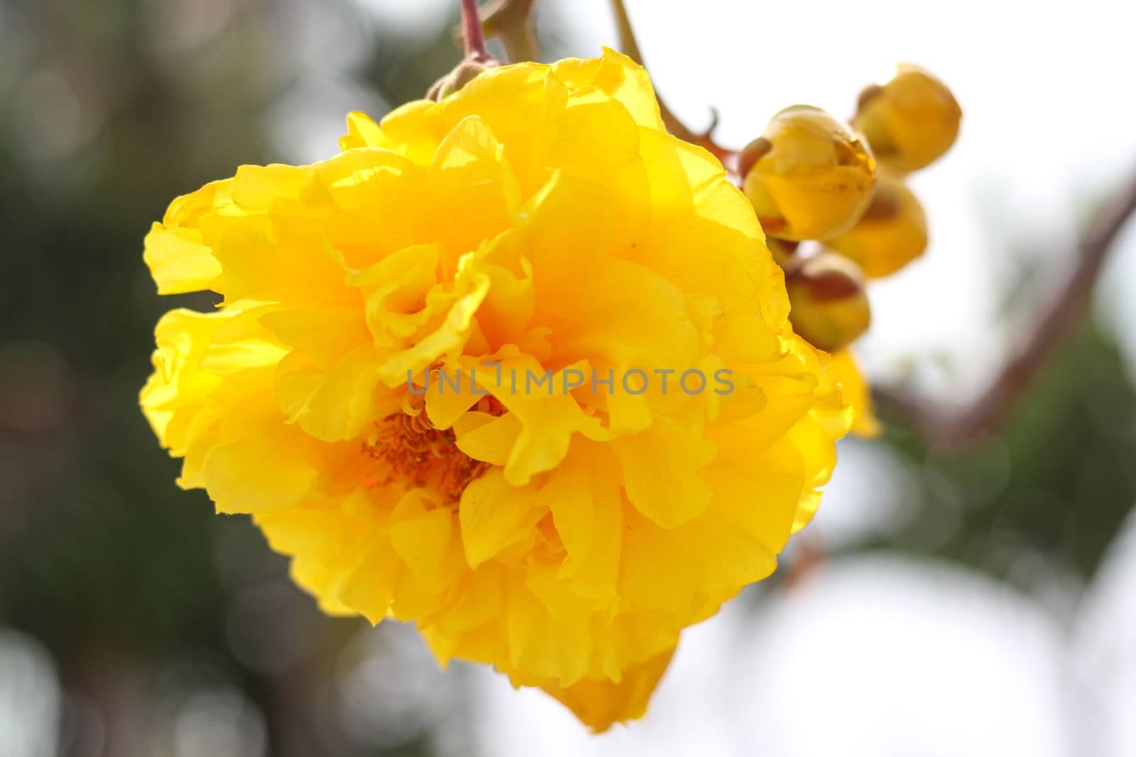 Cochlospermum regium  blossom. by suthipong