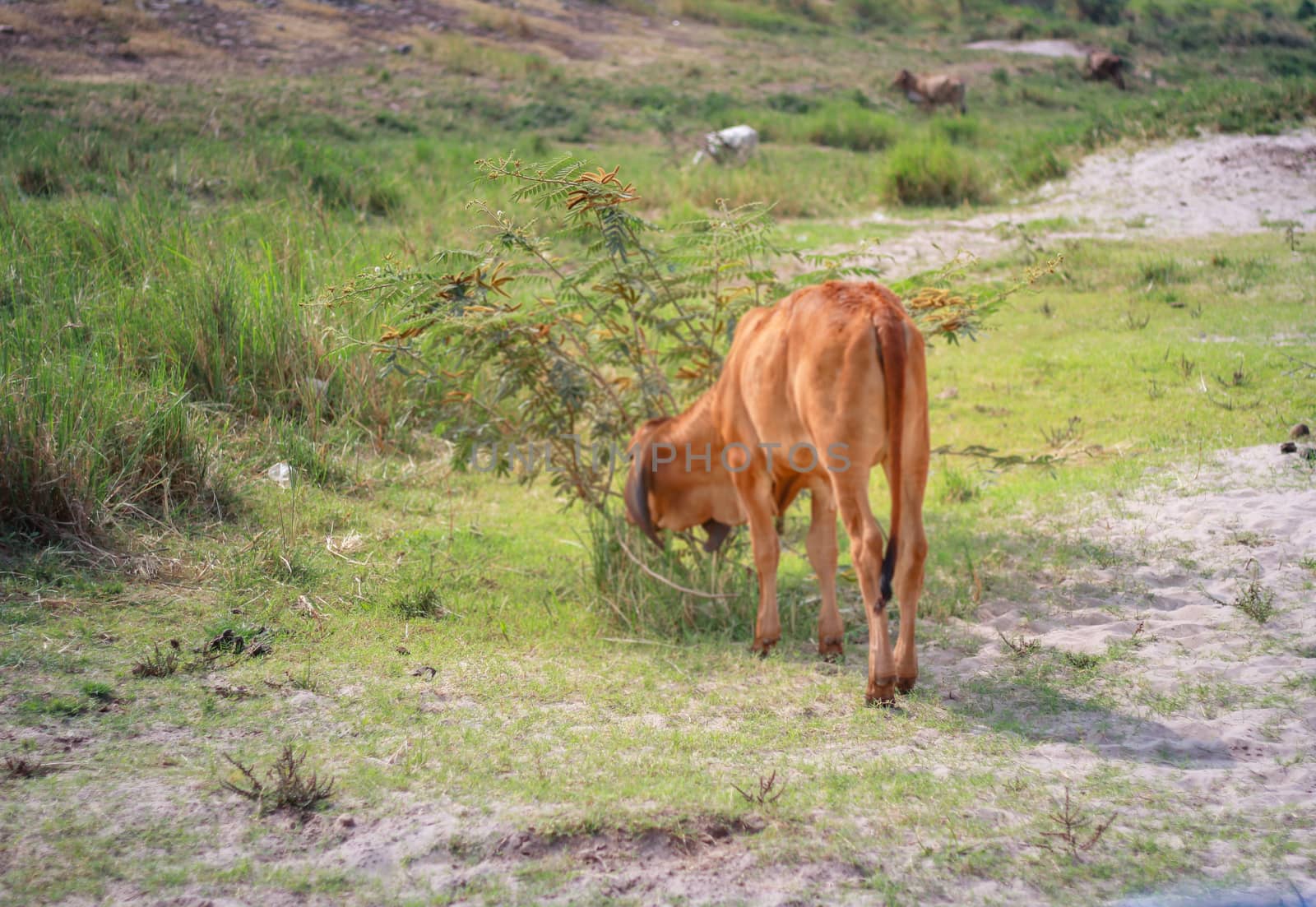 A cow grazing on the ground.