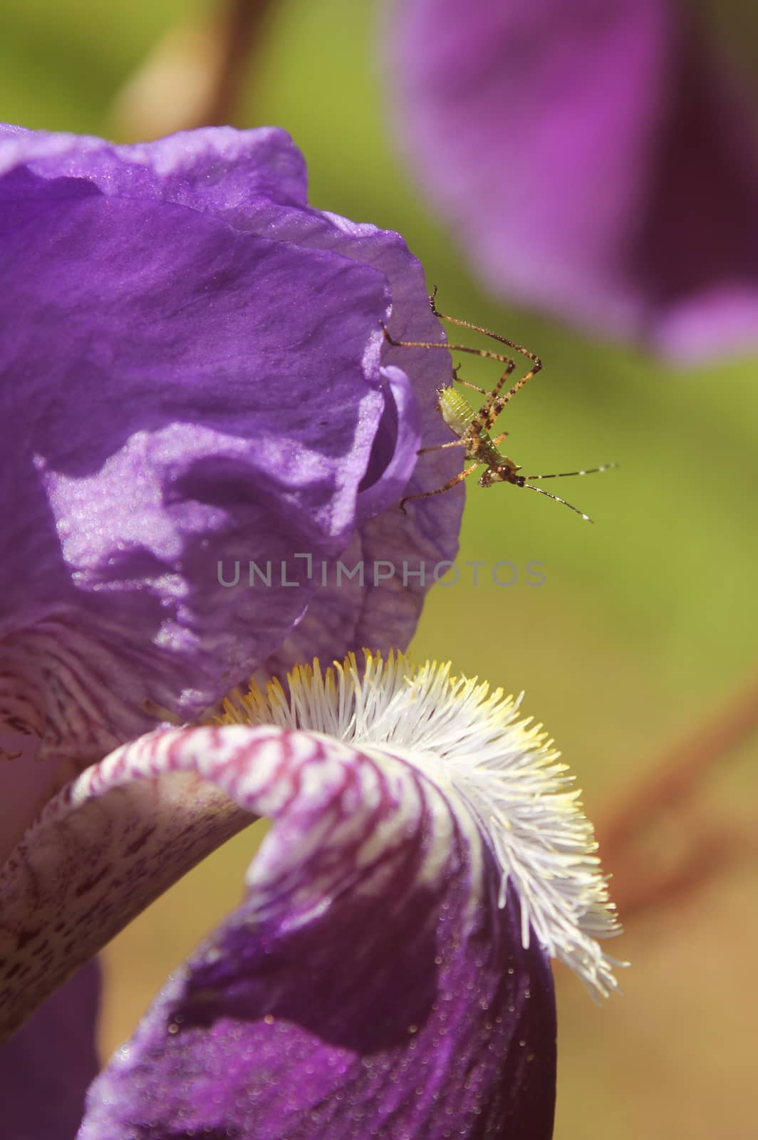 Small Bush Cricket Katydid on Purple Iris Close up