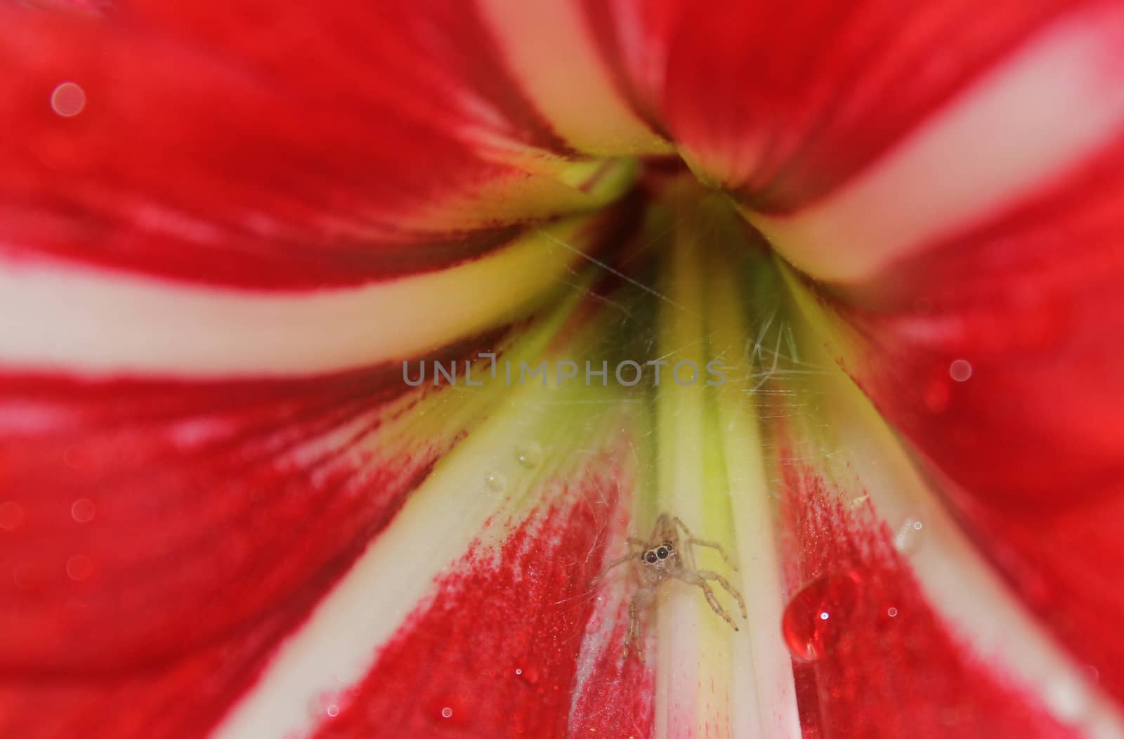 Small Spider in Red Amaryllis Flower Shallow DOF
