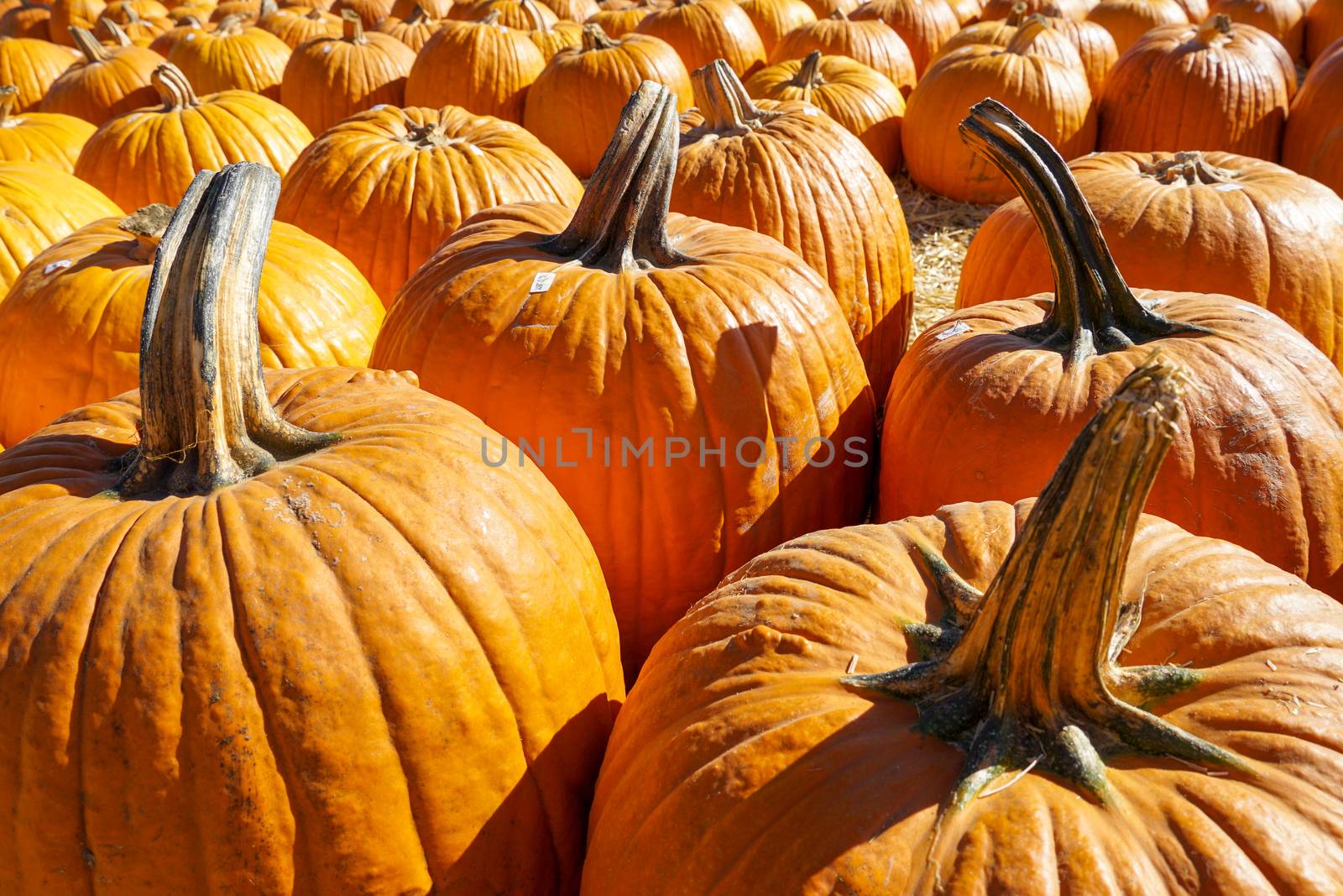 Group of orange pumpkins at outdoor Halloween local fair, pumpkin harvest