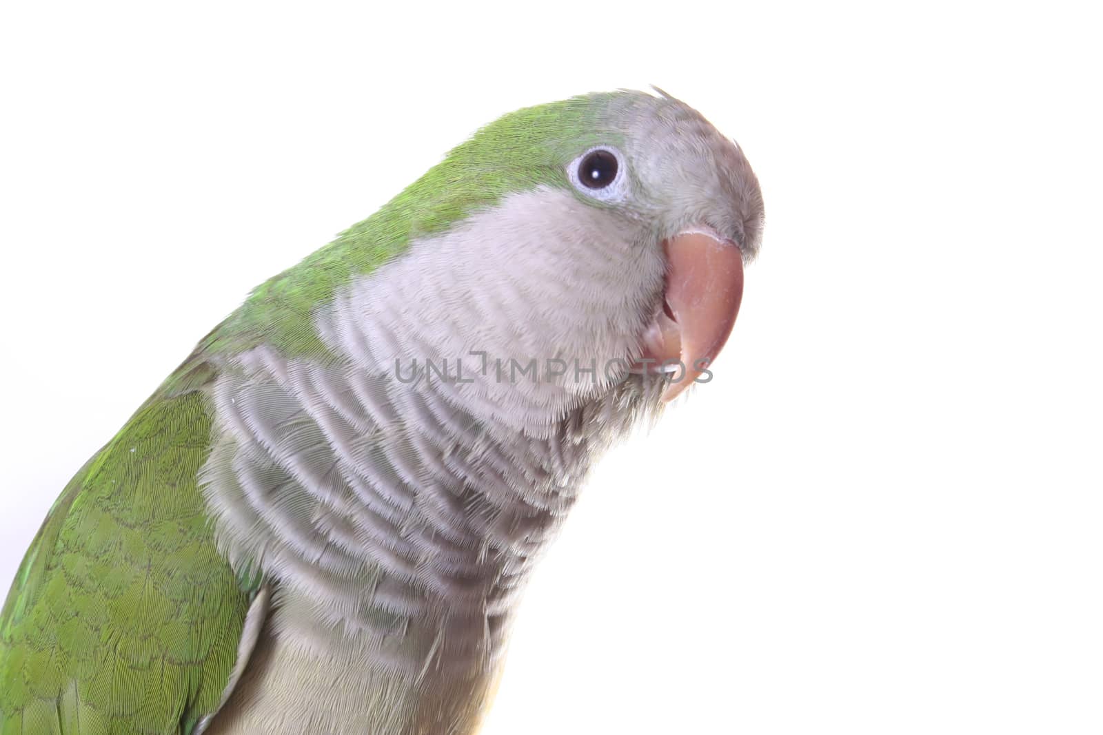 Quaker Parrot Isolated on White Background - Myiopsitta monachus