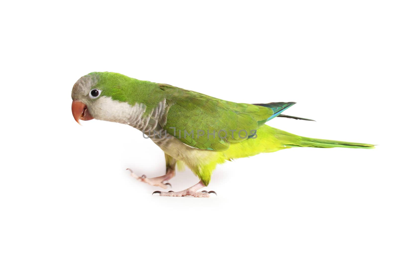 Quaker Parrot Isolated on White Background - Myiopsitta monachus