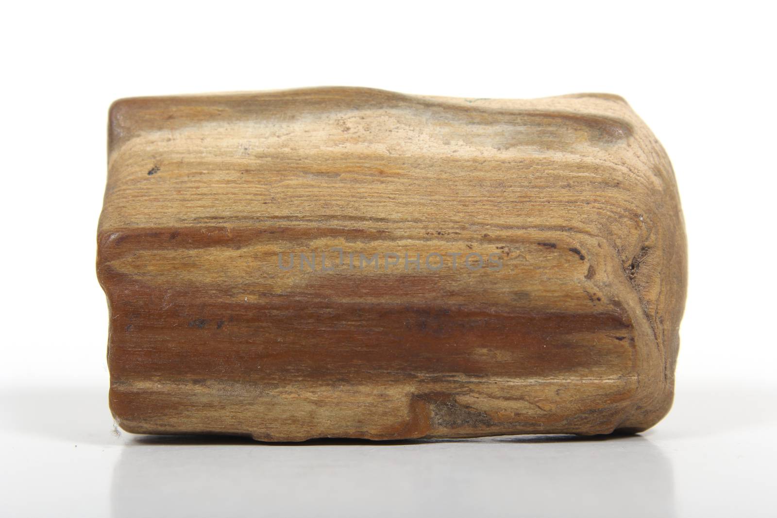 Petrified Wood Specimen by Marti157900