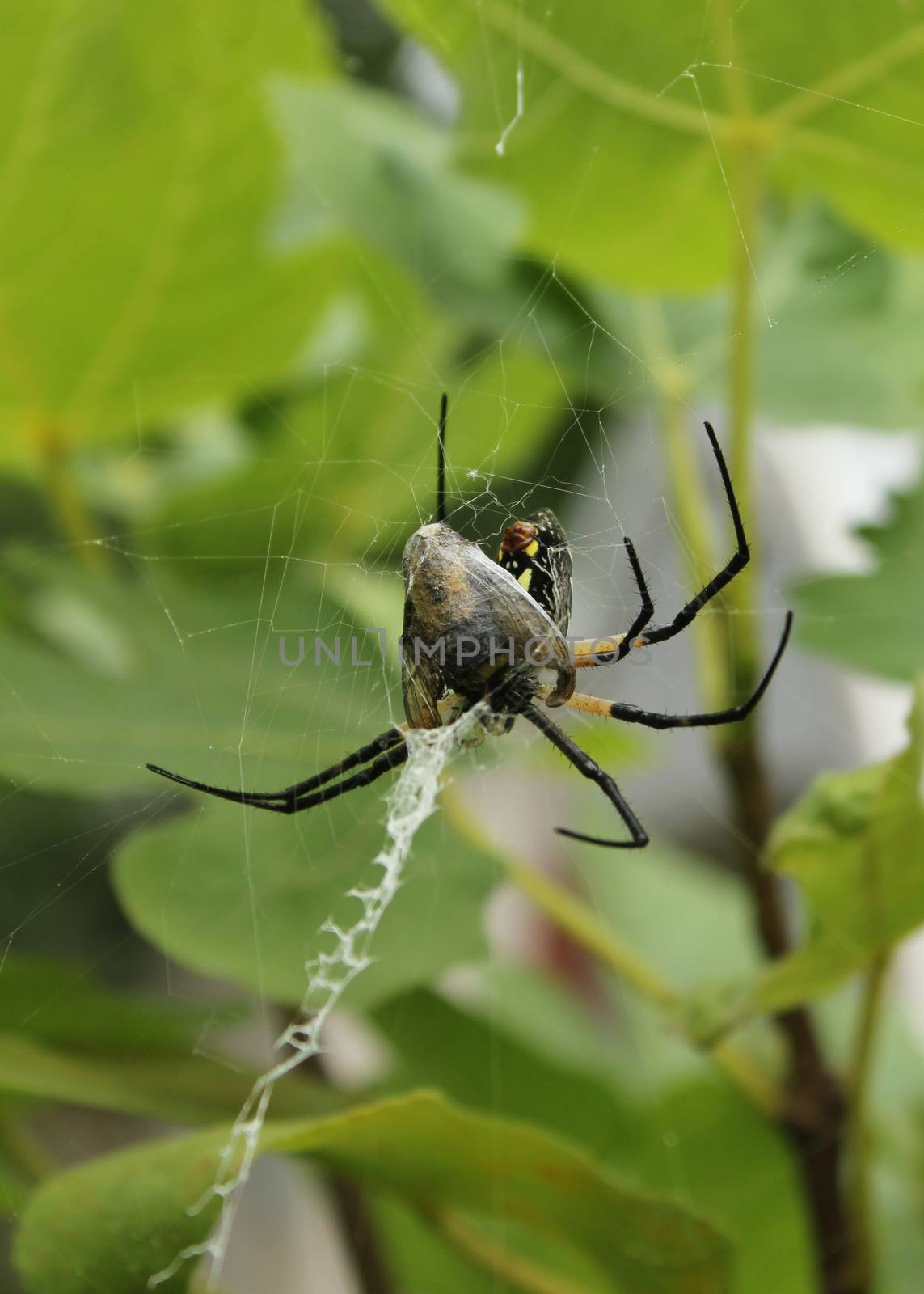 Black and Yellow Garden Spider Argiope aurantia,  Eating Prey in Fig Tree