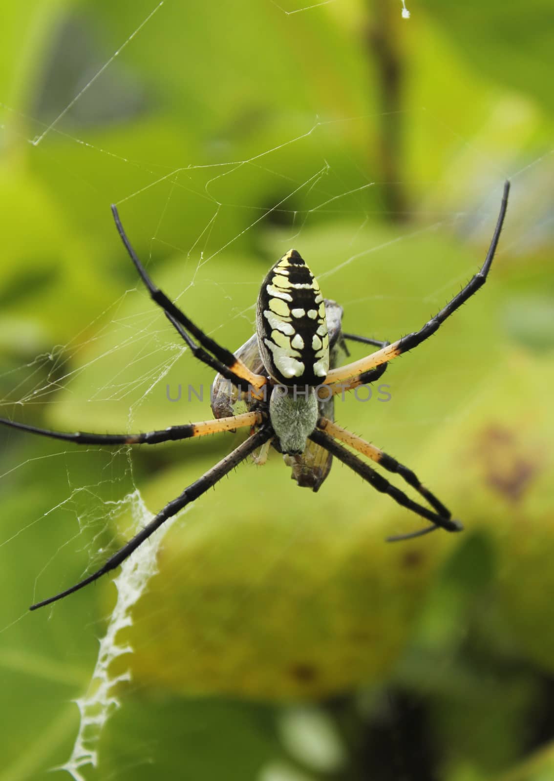 Black and Yellow Garden Spider Argiope aurantia,  Eating Prey in Fig Tree
