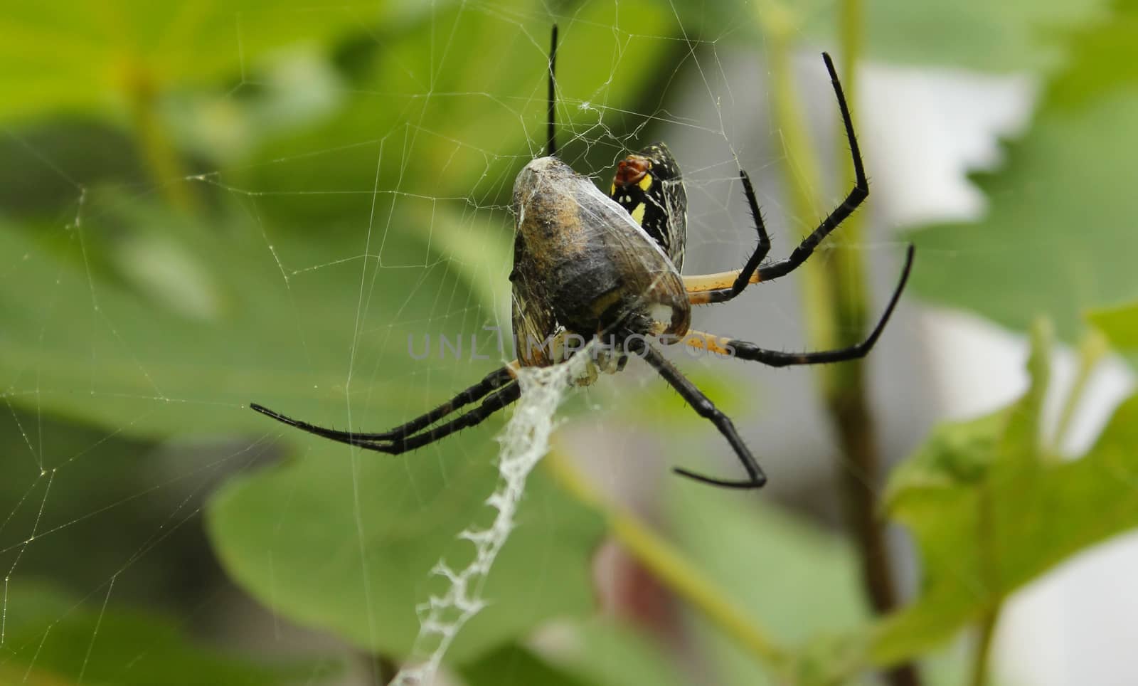 Black and Yellow Garden Spider by Marti157900