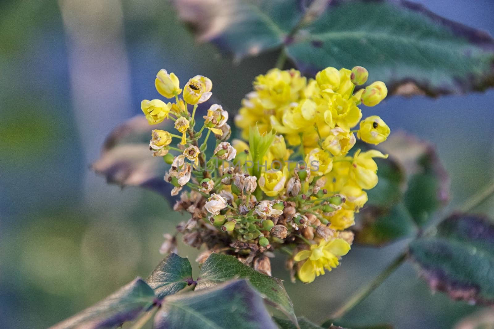 Flowers Macro by MARphoto