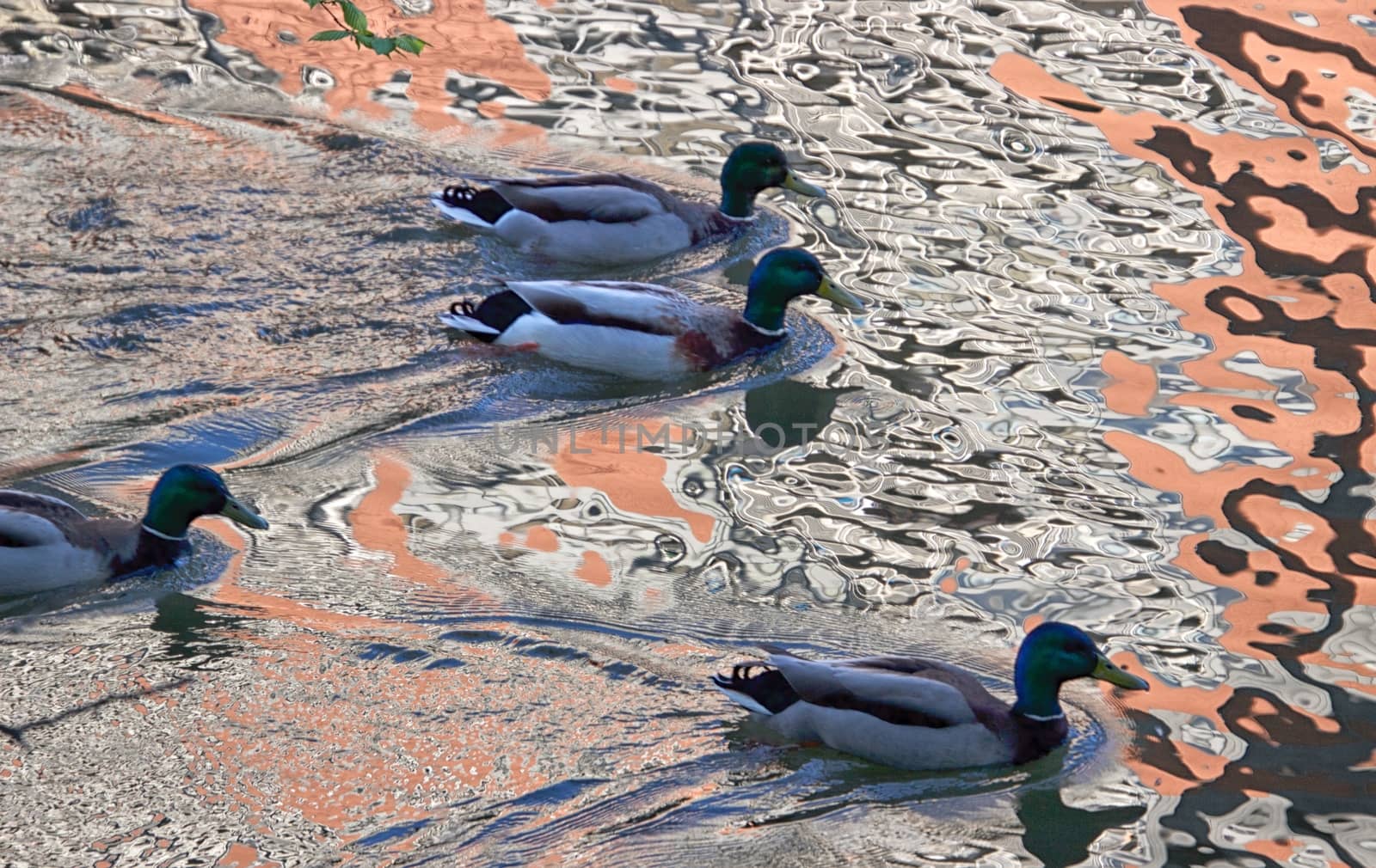 Ducks in a canal on a sunny day