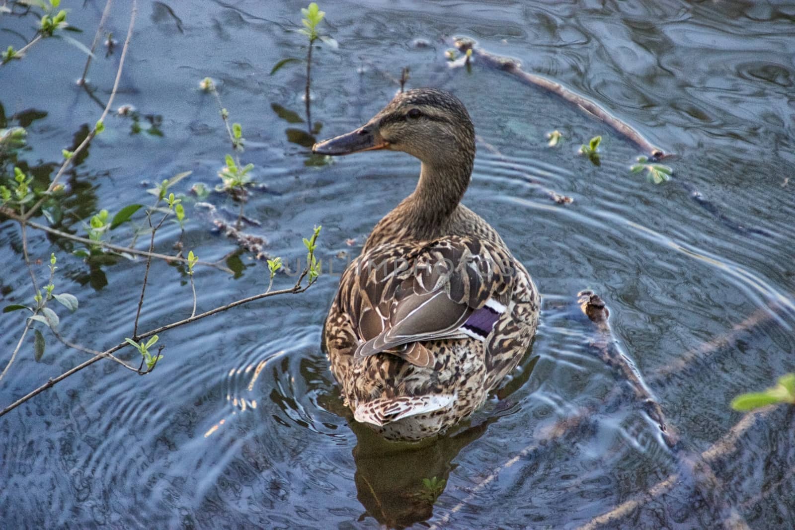 Ducks on a sunny day by MARphoto