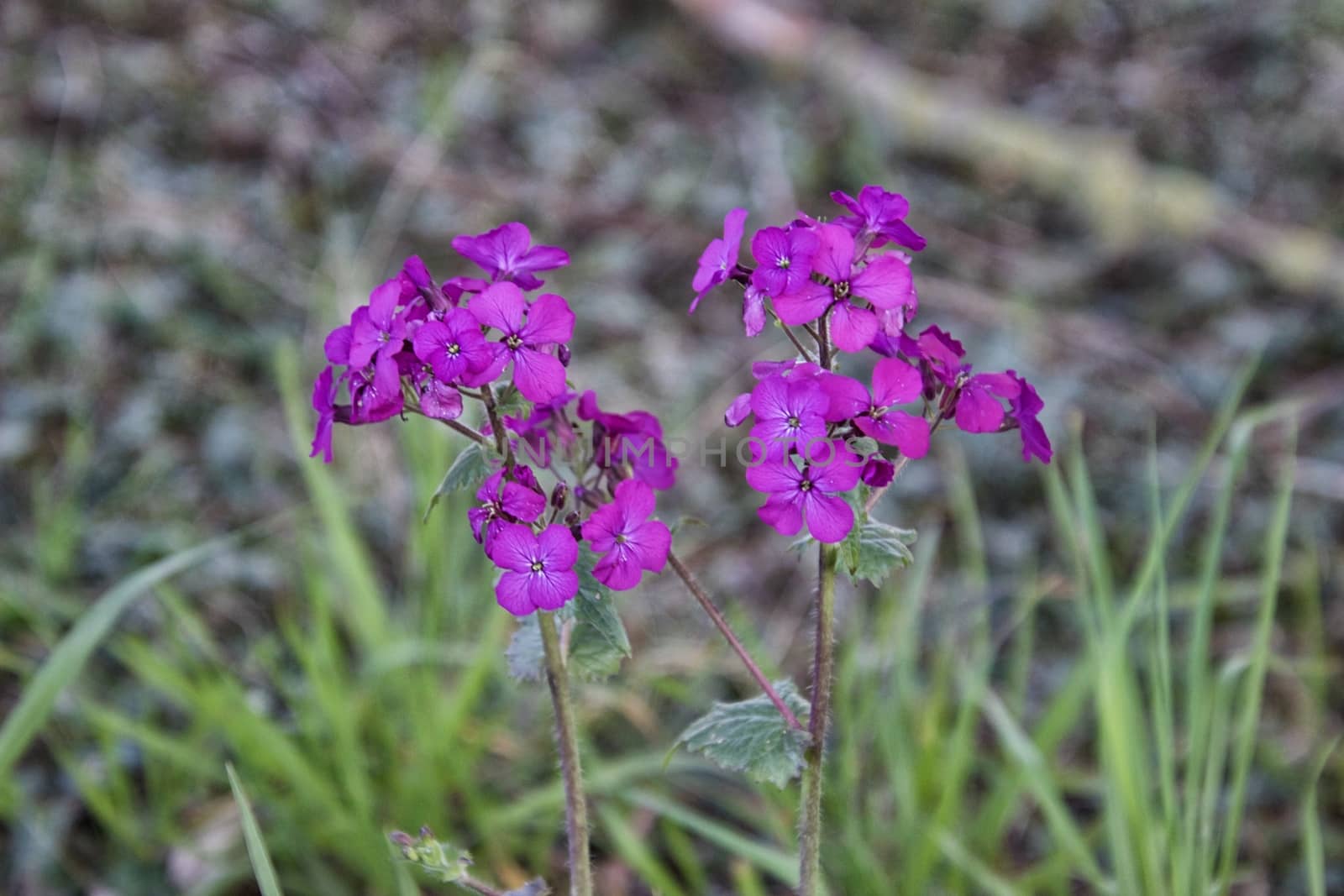 Flowers Macro by MARphoto