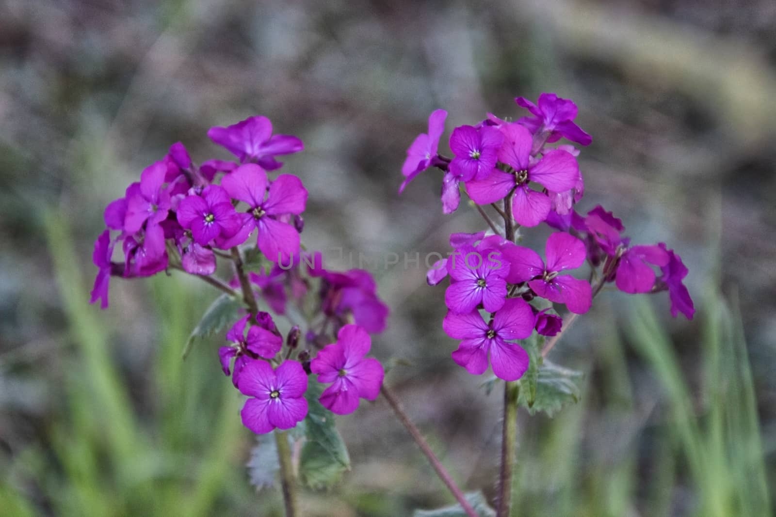 Flowers Macro by MARphoto