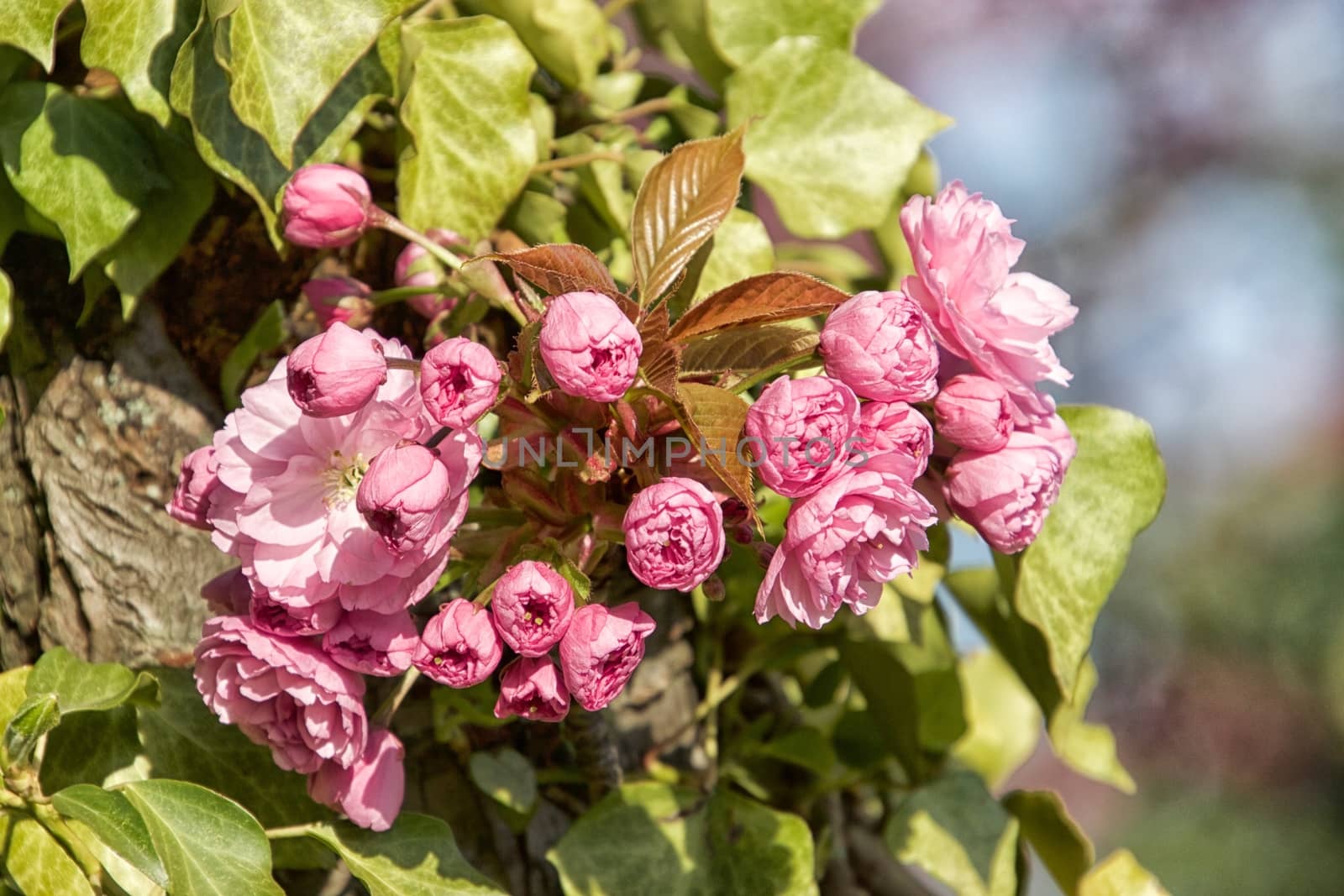 Flowers Macro by MARphoto