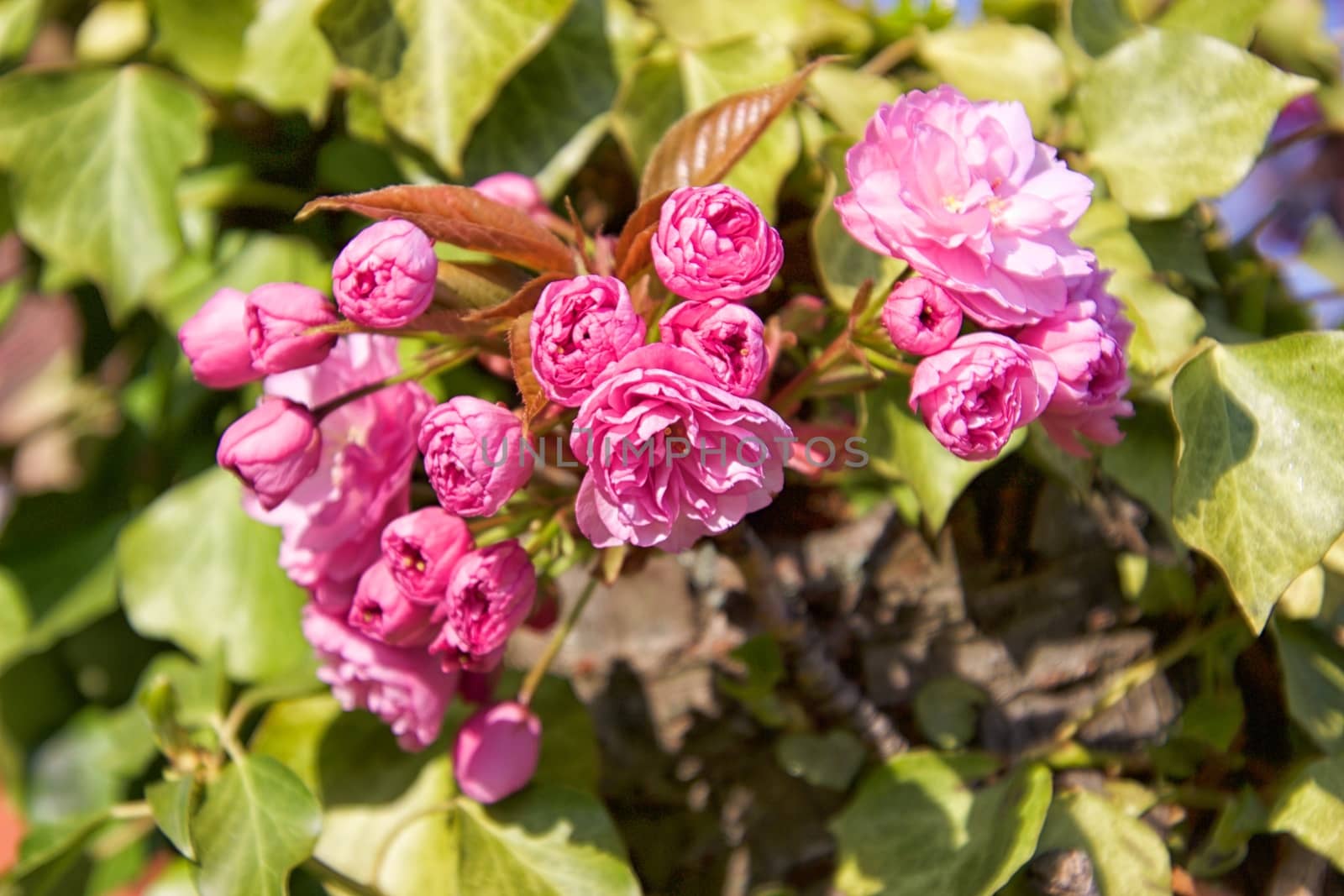 Flowers Macro by MARphoto