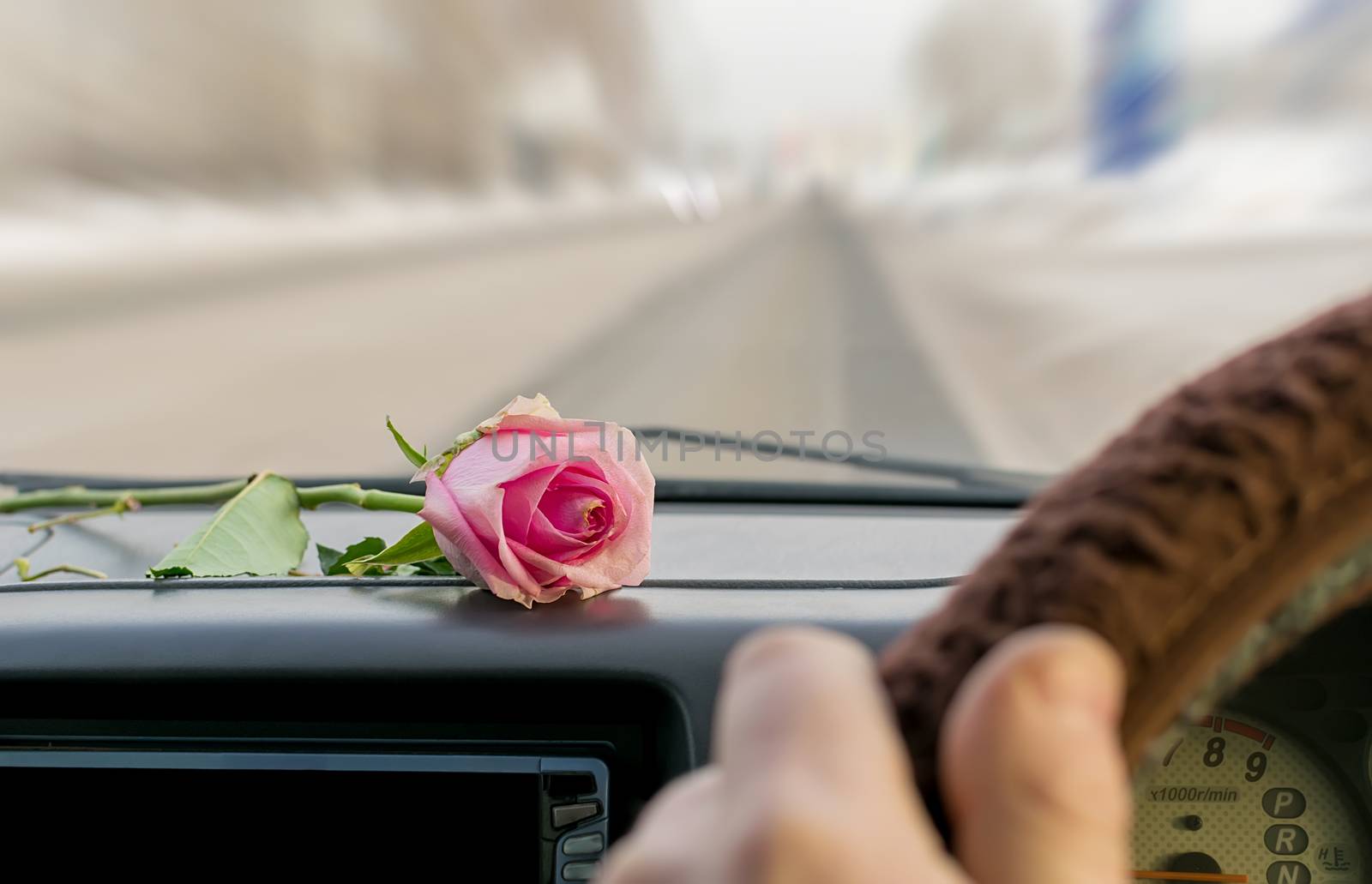 a red rose lies on the dashboard inside the car by jk3030