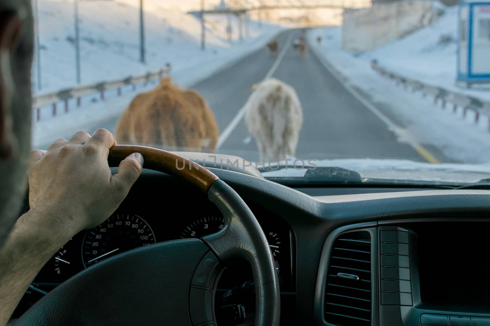 View from the car on the road, which is blocked by cows walking on it. Winter time