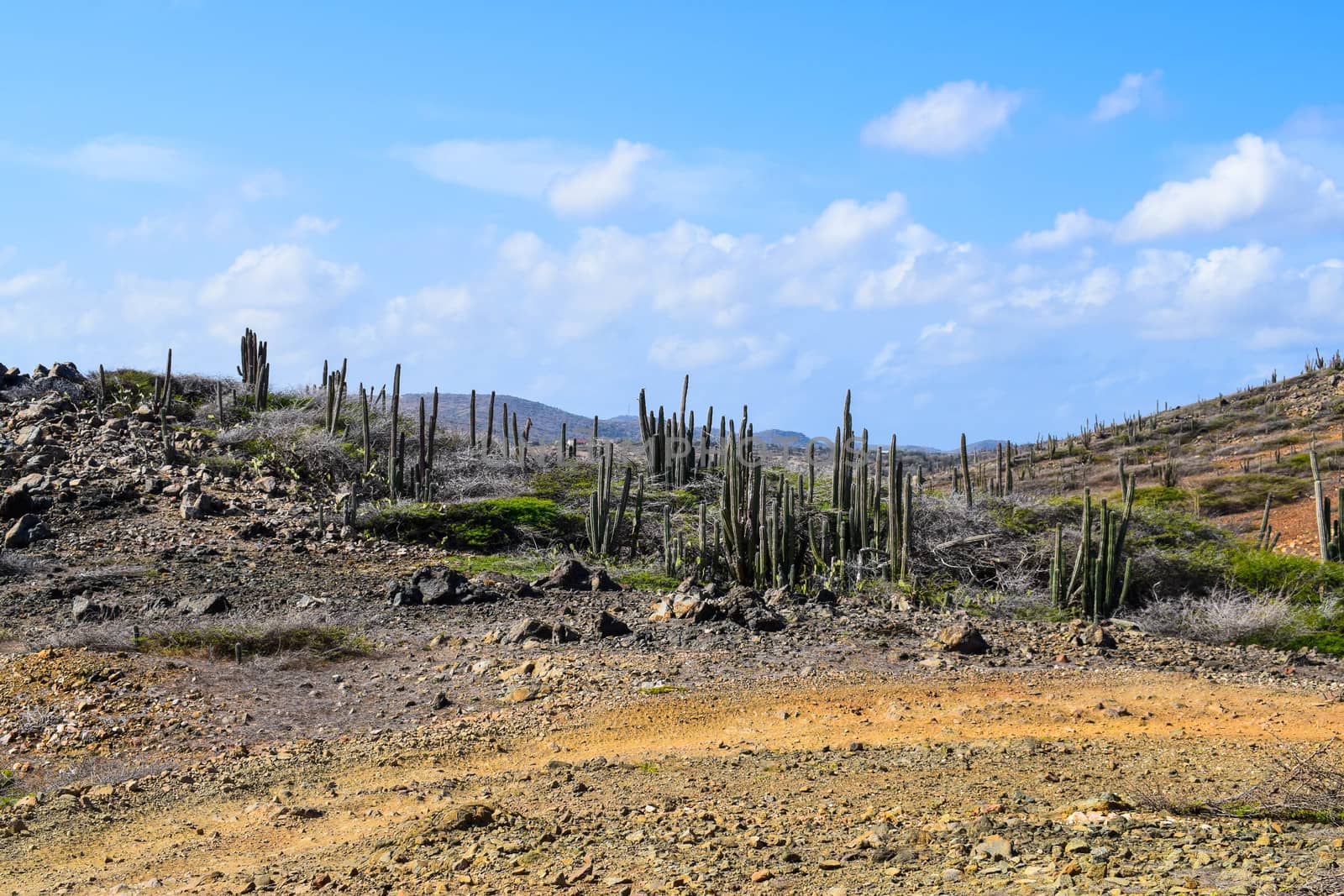 Arikok Natural Park on the island of Aruba in the Caribbean Sea with deserts and ocean waves on the rocky coast by matteobartolini