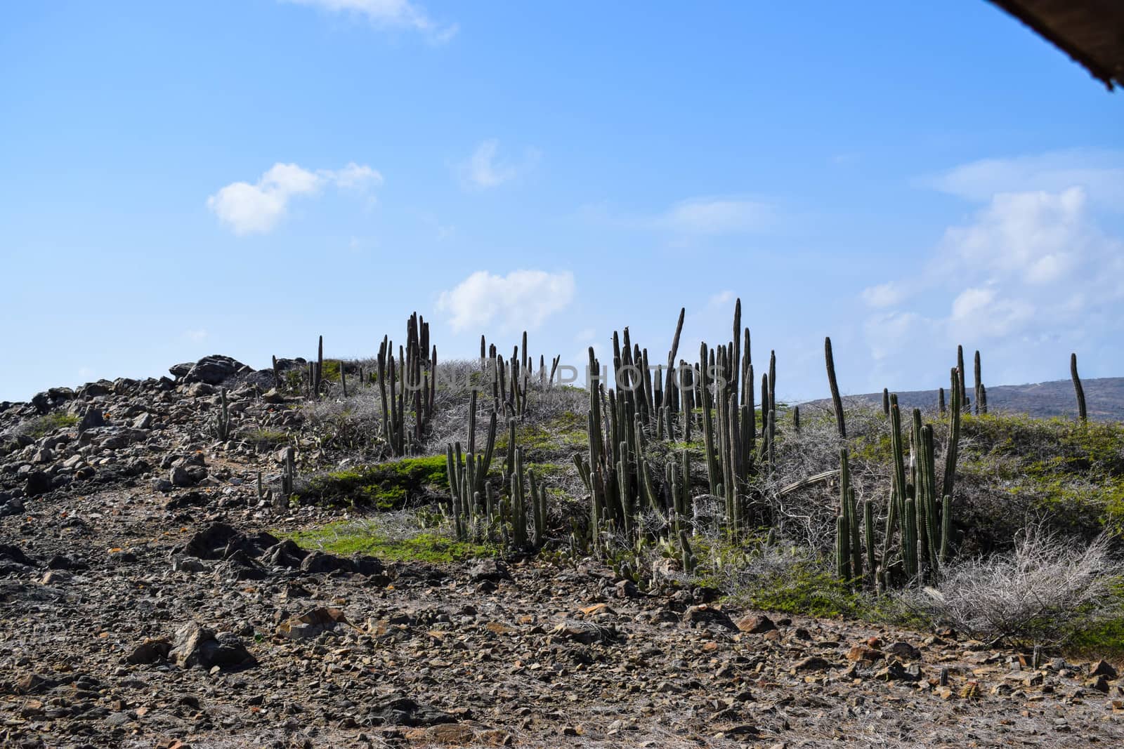 Arikok Natural Park on the island of Aruba in the Caribbean Sea with deserts and ocean waves on the rocky coast by matteobartolini