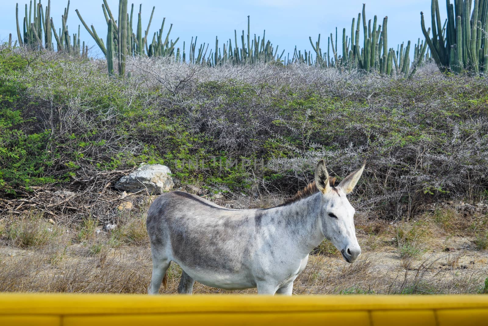 Arikok Natural Park on the island of Aruba in the Caribbean Sea with deserts and ocean waves on the rocky coast