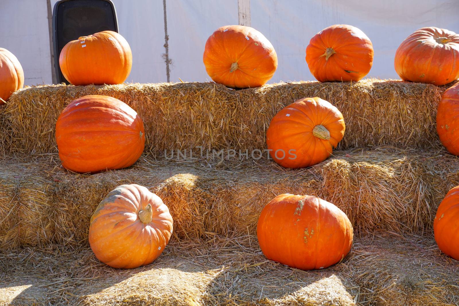 Group of orange pumpkins at outdoor Halloween local fair by Bonandbon