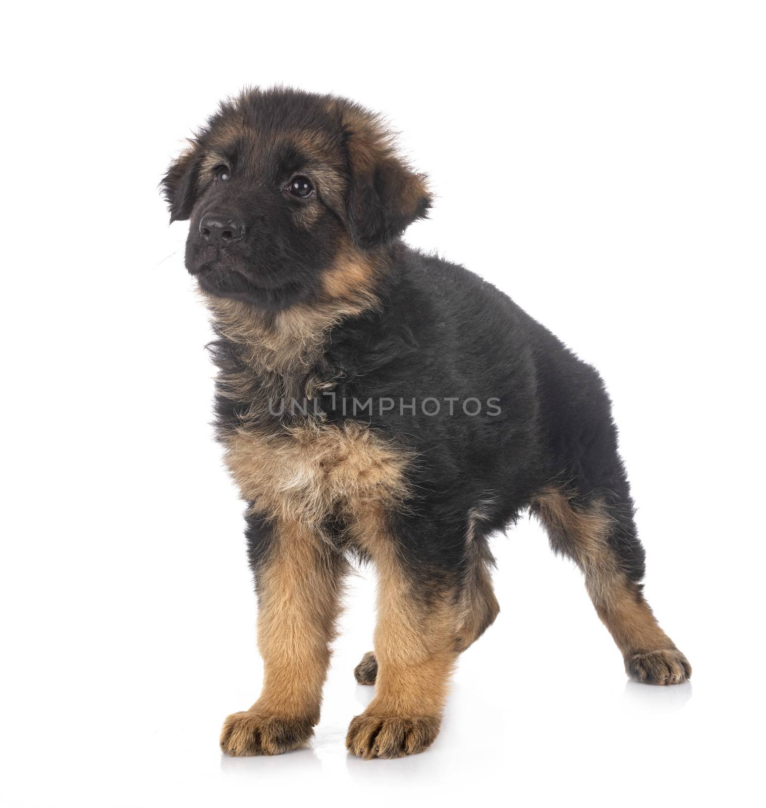 puppy german shepherd by cynoclub
