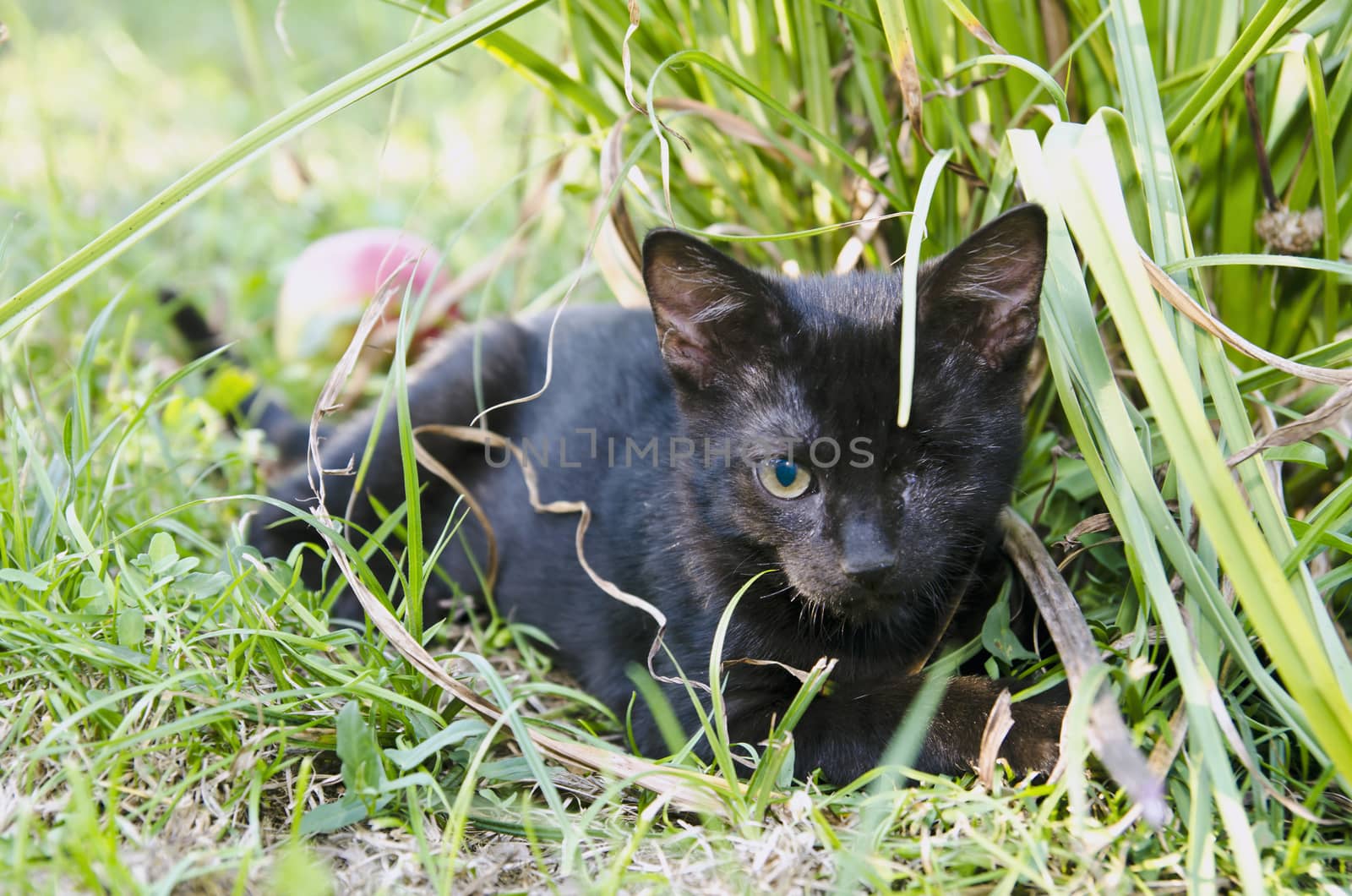 black kitten with one eye lying in the grass