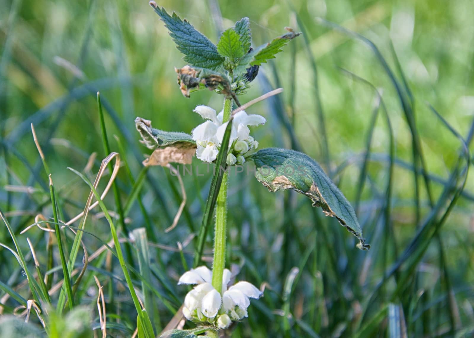 Details of flowers