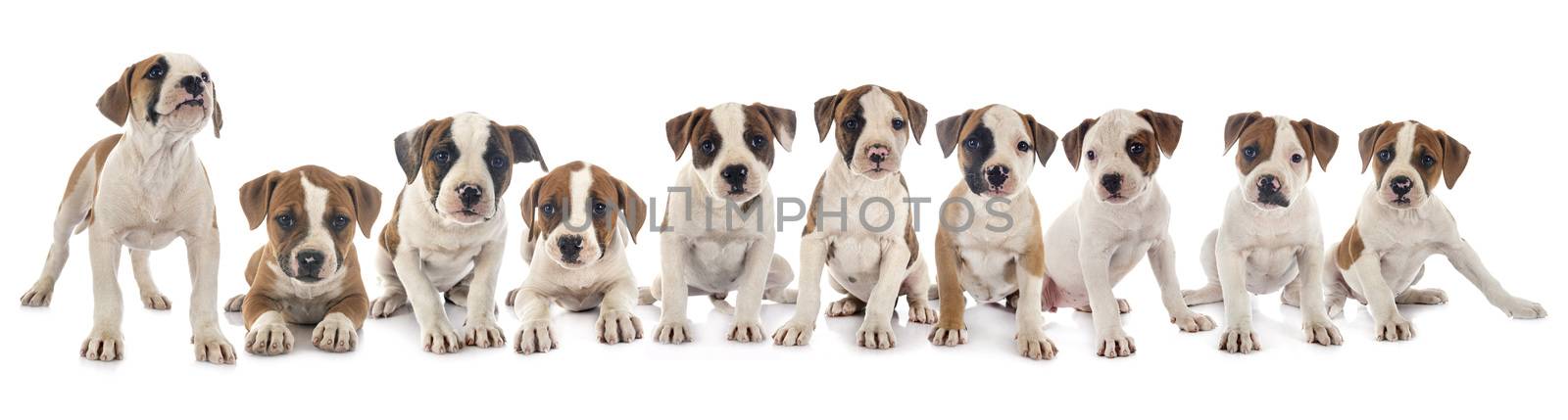 puppies american bulldog in front of white background