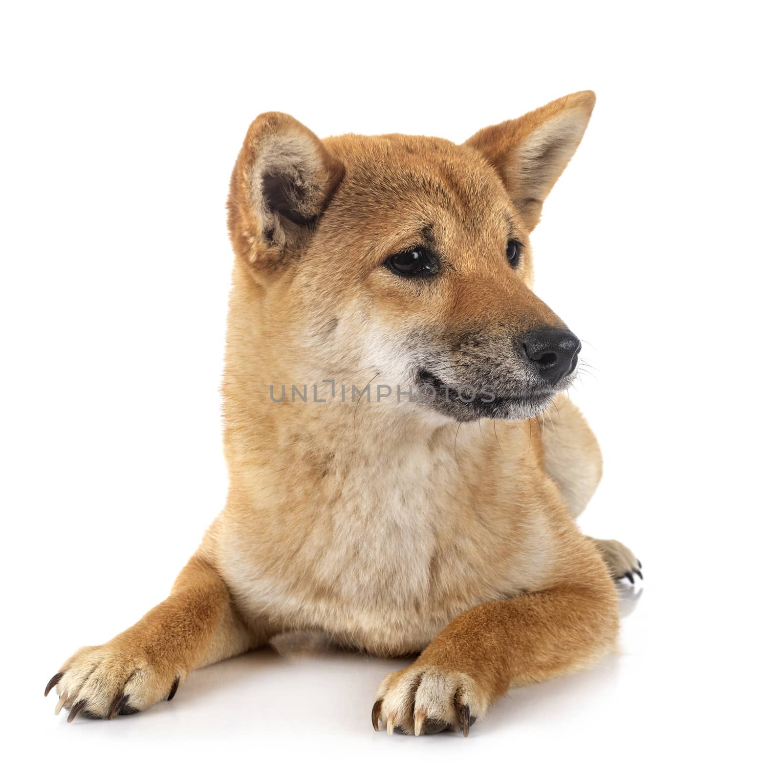 shiba inu in front of white background