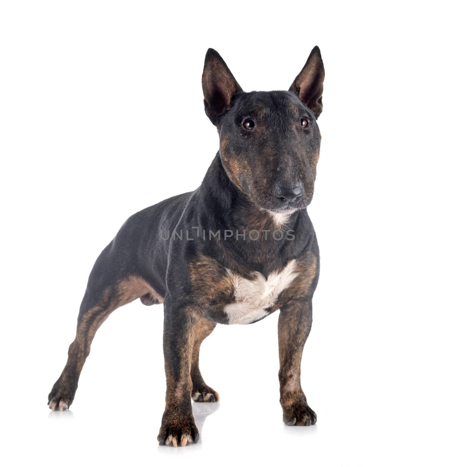 miniature bull terrier in front of white background