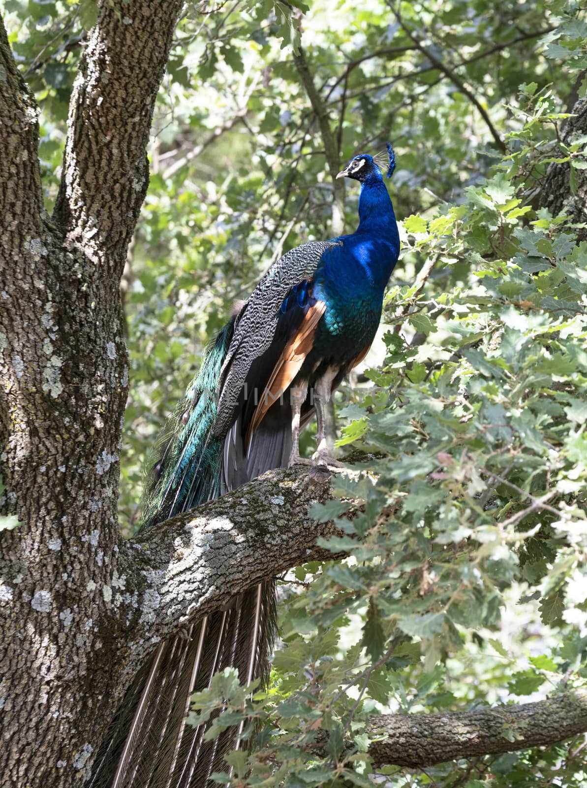 peacock in tree by cynoclub