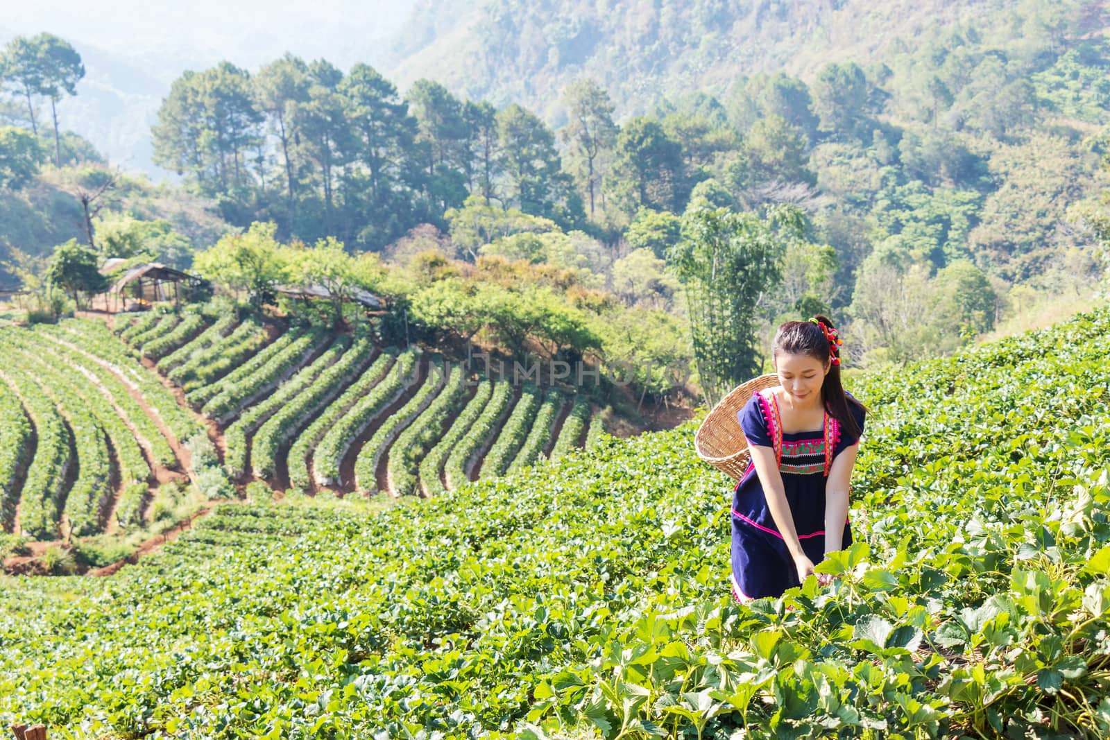 Young Tribal Asian women from Thailand picking tea leaves on tea field plantation in the morning at doi ang khang national park , Chiang Mai, Thailand. Beautiful Asia female model in her 30s. by asiandelight