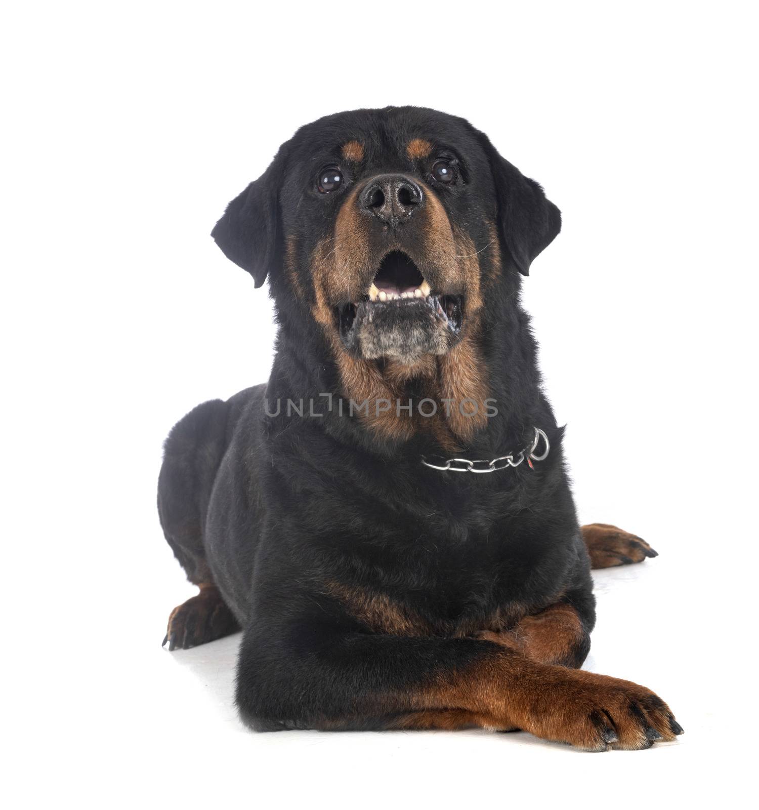 purebred rottweiler in front of white background