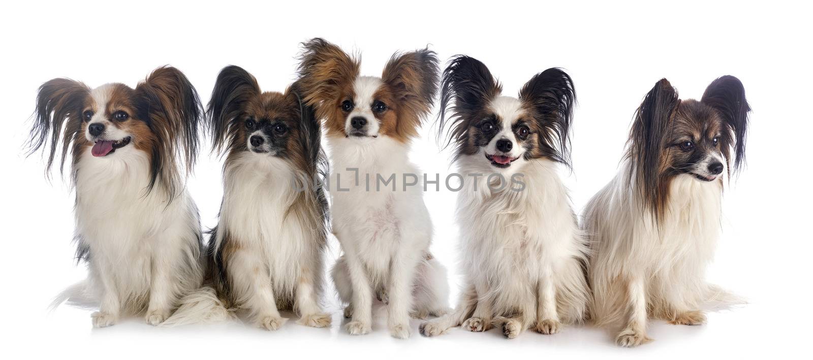 papillon dogs in front of white background