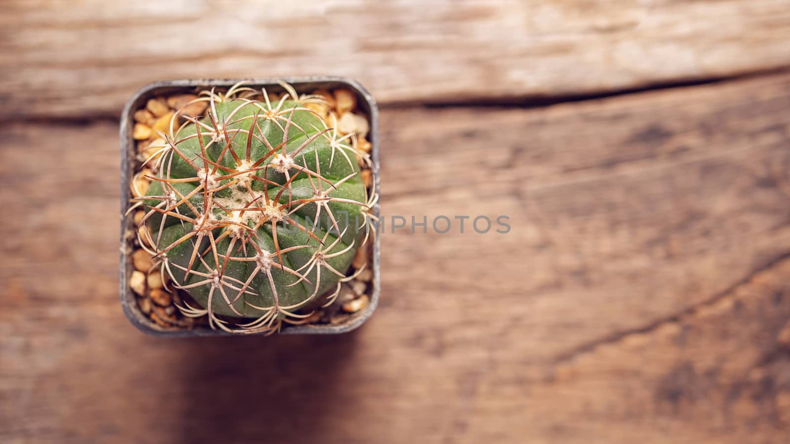 cactus plant in a pot on wooden table