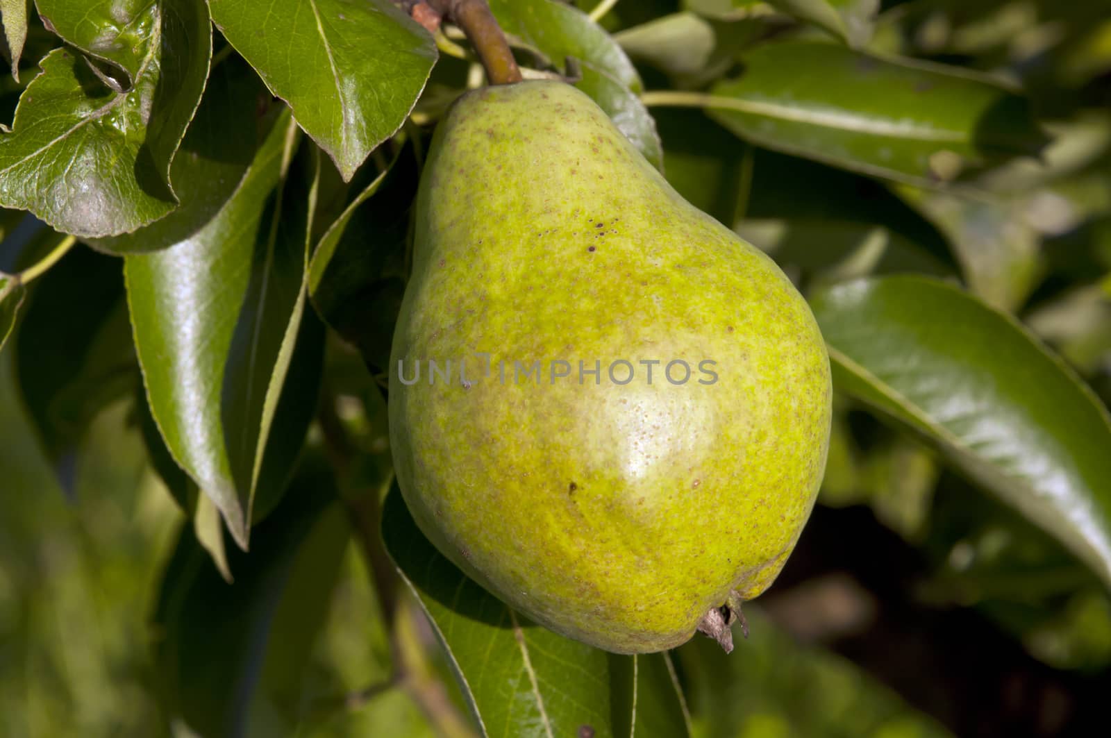 green pear hanging on a tree with leaves in the background