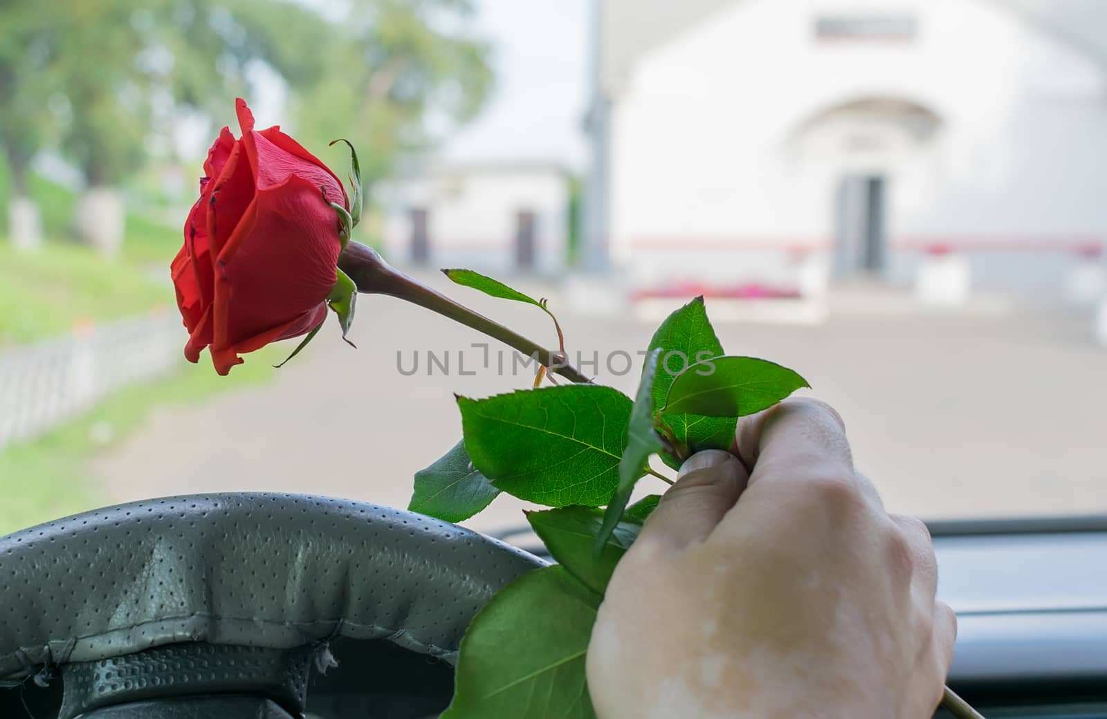 the driver hand in the car behind the wheel holds a red rose flower