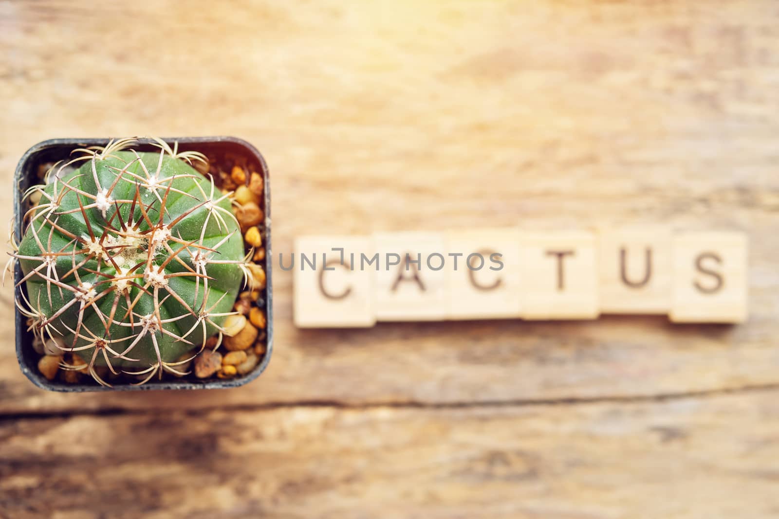 cactus plant in a pot with text cactus from wooden block