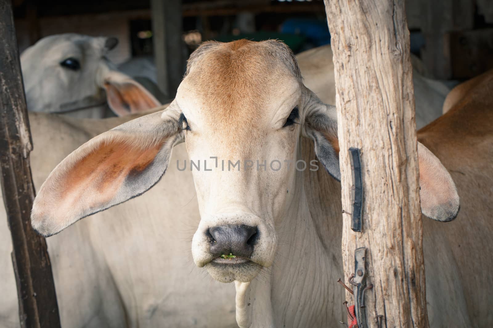 Cow in stall