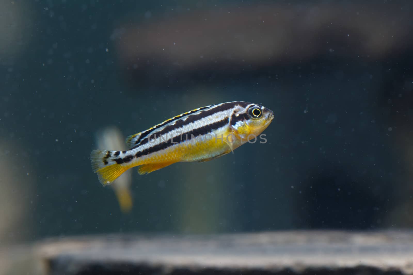 Zebra fish by Natstocker