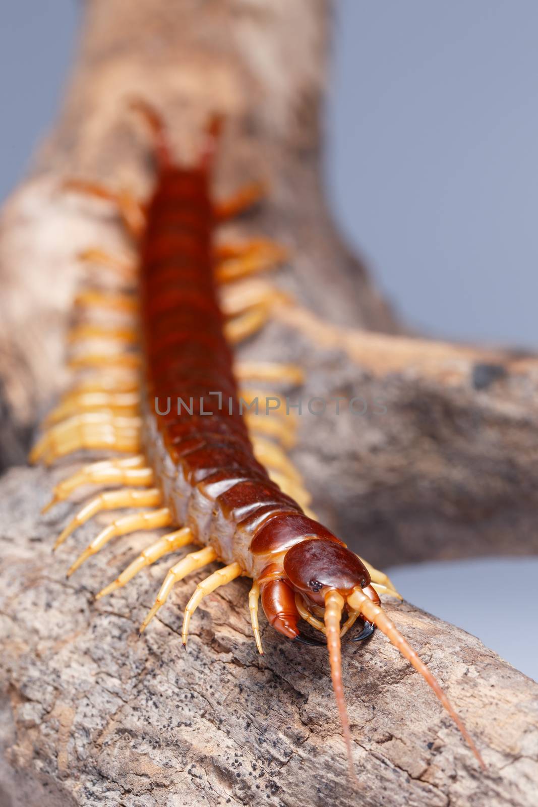 centipede by Natstocker
