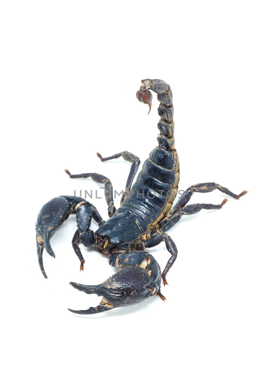 Scorpion isolated on white background by Natstocker
