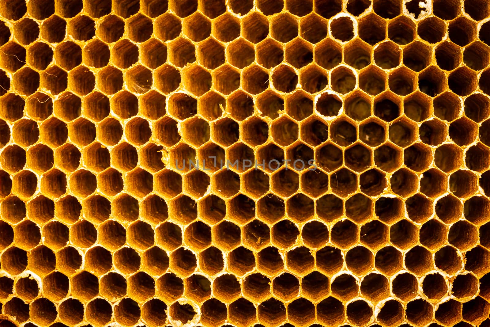 Honeycomb closeup texture background