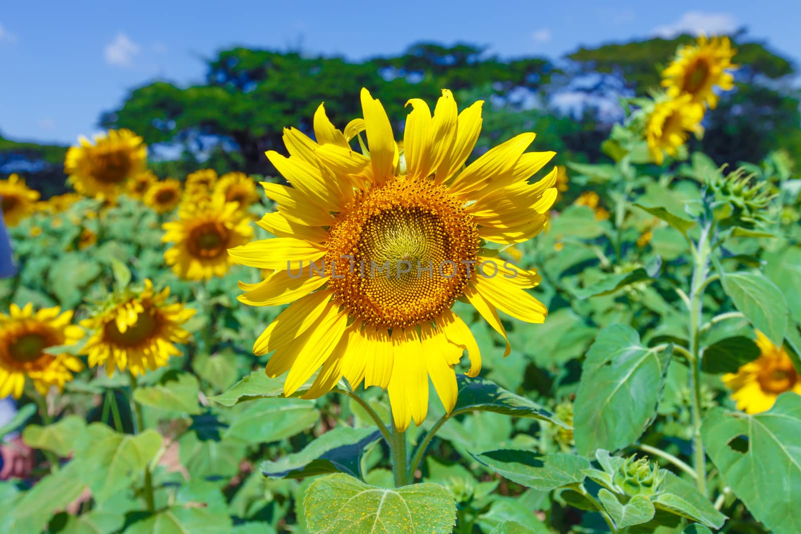 sunflower by Natstocker