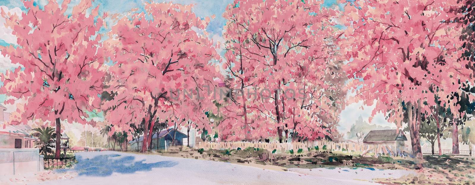 Spring flower of landmark. Painting watercolor landscape pink color of cherry blossom flowers roadside in village with blue sky background. Hand painted illustration beauty nature season in Thailand.