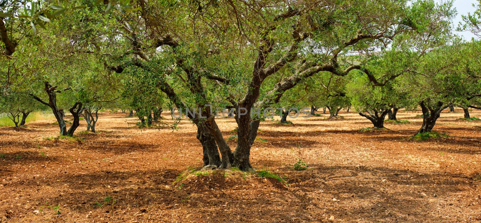 Olive trees Olea europaea in Crete, Greece for olive oil production by dimol